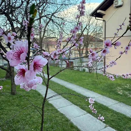 Beba Livno